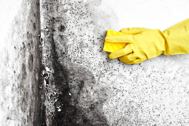 Why You Should Choose Our Mold Remediation Services in Old Stine, CA